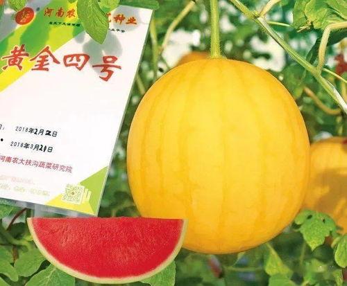 哈尔滨新瓜最新爆料,揭秘背后惊人真相！