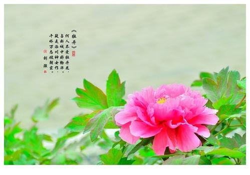 国色天香4最新爆料,剧情升级，神秘人物揭晓！