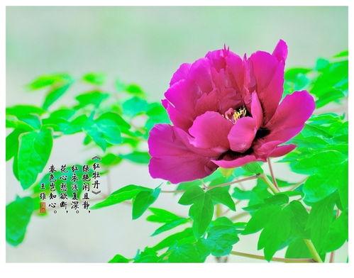 国色天香4最新爆料,剧情升级，神秘人物揭晓！