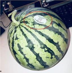 网红订婚吃瓜,吃瓜群众围观揭秘！