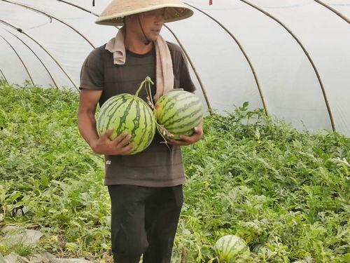 朝阳吃瓜网站免费入口,免费入口带你畅游娱乐圈风云