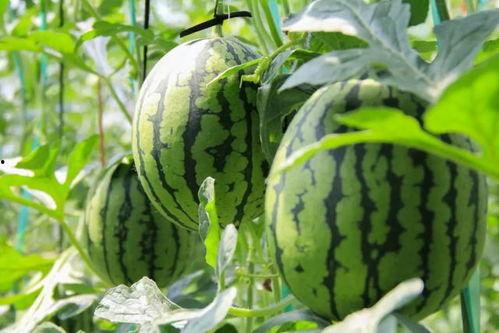 朝阳吃瓜网站免费入口,免费入口带你畅游娱乐圈风云