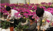 电视剧蝴蝶兰在线观看,穿越时空的爱恋，在线重温经典情感剧