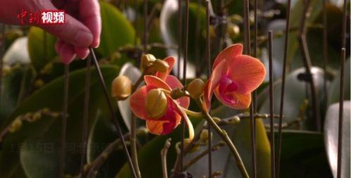 电视剧蝴蝶兰在线观看,穿越时空的爱恋，在线重温经典情感剧