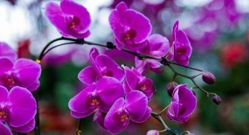 电视剧蝴蝶兰在线观看,穿越时空的爱恋，在线重温经典情感剧