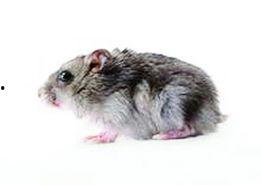 最新老鼠爆料新闻报道内容,揭秘娱乐圈惊人内幕