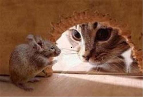 最新老鼠爆料新闻报道内容,揭秘娱乐圈惊人内幕