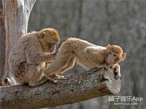 猴子爆料最新,猴子爆料最新内幕，明星隐私大曝光！