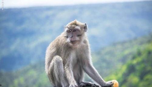 猴子爆料最新,猴子爆料最新内幕，明星隐私大曝光！