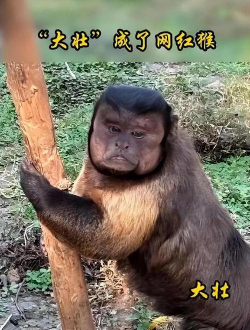 猴子爆料最新,猴子爆料最新内幕，明星隐私大曝光！