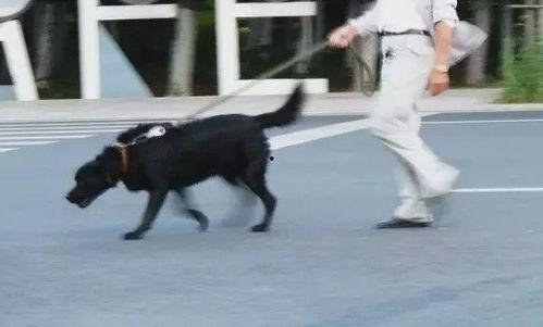 网友爆料遛狗视频大全,遛狗视频大全，萌宠瞬间萌化人心