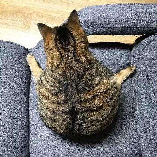 胖猫tv在线观看,畅享在线娱乐新体验