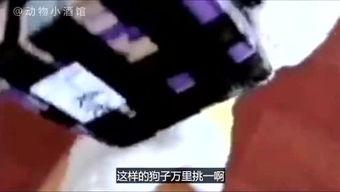 吐槽爆料寒哥的视频合集,笑料百出，吐槽爆料，揭秘娱乐圈幕后真相