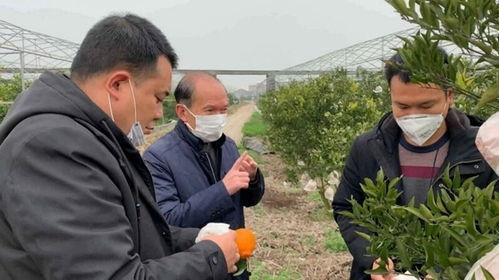 镇长 在线观看,在线观看揭秘权力与民生