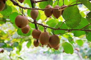 威海免费吃瓜地方,寻味瓜田，共享清凉时光