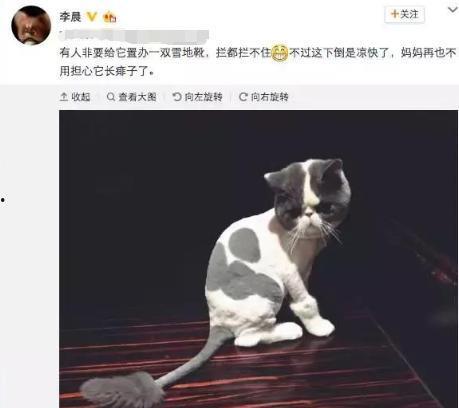 娱乐圈猫奴爆料,揭秘明星与爱宠的甜蜜日常