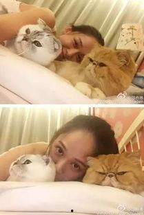 娱乐圈猫奴爆料,揭秘明星与爱宠的甜蜜日常